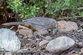 Canyon Towhee Melozone fusca mesoleuca