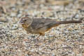 Canyon Towhee Melozone fusca mesoleuca