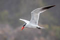 Caspian Tern Hydroprogne caspia