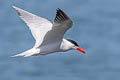 Caspian Tern Hydroprogne caspia