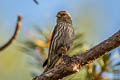 Cassin's Finch Haemorhous cassinii