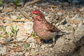 Cassin's Finch Haemorhous cassinii