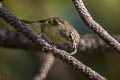 Cassin's Vireo Vireo cassinii cassinii