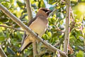 Cedar Waxwing Bombycilla cedrorum