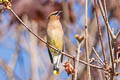 Cedar Waxwing Bombycilla cedrorum