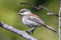 Chestnut-backed Chickadee Poecile rufescens barlowi