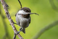 Chestnut-backed Chickadee Poecile rufescens barlowi