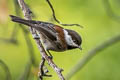 Chestnut-backed Chickadee Poecile rufescens barlowi