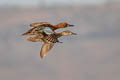 Cinnamon Teal Spatula cyanoptera septentrionalium