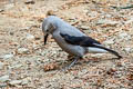 Clark's Nutcracker Nucifraga columbiana