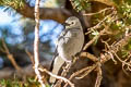 Clark's Nutcracker Nucifraga columbiana