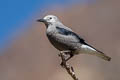 Clark's Nutcracker Nucifraga columbiana