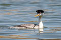 Clark's Grebe Aechmophorus clarkii transitionalis