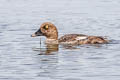 Common Golden eye Bucephala clangula americana