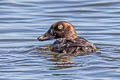 Common Golden eye Bucephala clangula americana