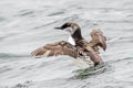 Common Murre Uria aalge californica