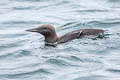 Common Murre Uria aalge californica