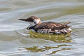 Common Murre Uria aalge californica