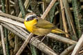 Common Yellowthroat Geothlypis trichas scirpicola 