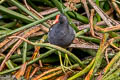 Common Gallinule Gallinula galeata cachinnans