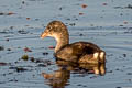 Common Gallinule Gallinula galeata cachinnans