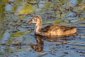 Common Gallinule Gallinula galeata cachinnans