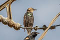 Common Starling Sternus vulgaris vulgaris (European Starling)