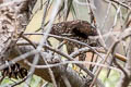 Cooper's Hawk Accipiter cooperii