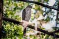 Cooper's Hawk Accipiter cooperii