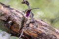 Costa's Hummingbird Calypte costae