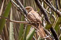 Curve-billed Thrasher Toxostoma curvirostre celsum