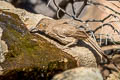 Curve-billed Thrasher Toxostoma curvirostre celsum