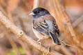 Dark-eyed Junco Junco hyemalis pinosus