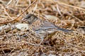 Oregon Junco Junco hyemalis pinosus