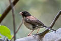 Oregon Junco Junco hyemalis pinosus