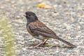 Oregon Junco Junco hyemalis pinosus