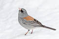 Oregon Junco Junco hyemalis caniceps