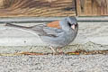 Oregon Junco Junco hyemalis caniceps