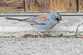 Oregon Junco Junco hyemalis caniceps