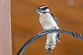 Downy Woodpecker Dryobates pubescens leucurus