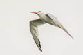 Elegant Tern Thalasseus elegans