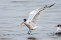 Elegant Tern Thalasseus elegans