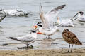 Elegant Tern Thalasseus elegans