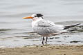 Elegant Tern Thalasseus elegans