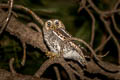 Elf Owl Micrathene whitneyi whitneyi