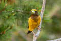 Evening Grosbeak Hesperiphona vespertina montana