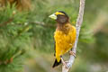 Evening Grosbeak Hesperiphona vespertina montana