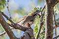 Five-striped Sparrow Amphispiza quinquestriata septentrionalis