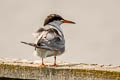 Forster's Tern Sterna forsteri