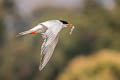 Forster's Tern Sterna forsteri